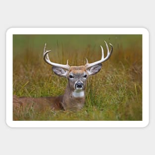 White-tailed deer Buck Sticker
